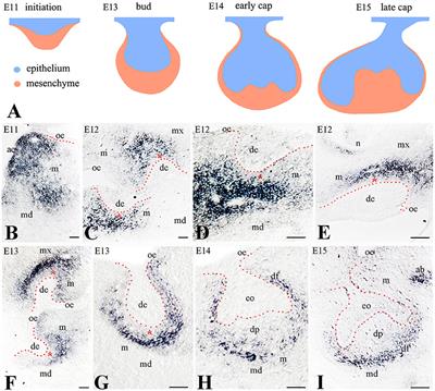 Early Determination of the Periodontal Domain by the Wnt-Antagonist Frzb/Sfrp3